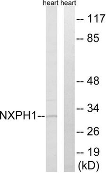 NXPH1 Antibody