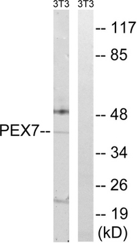 PEX7 Antibody