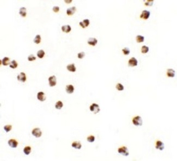 YPEL3 Antibody