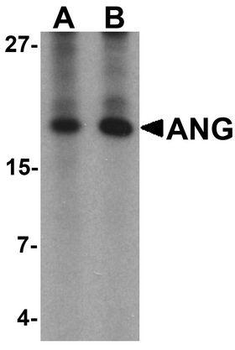 Angiogenin/ANG Antibody