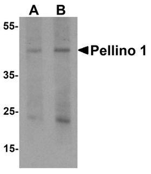 PELI1/Pellino 1 Antibody