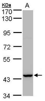 PEX13 Antibody