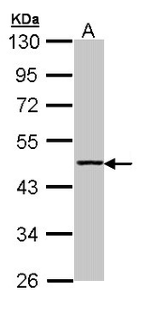 ACY1/Aminoacylase 1 Antibody