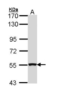 REL/C-Rel Antibody