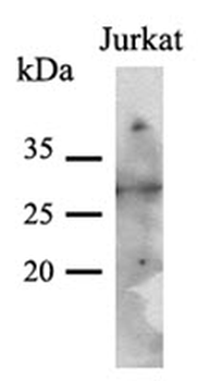 PNMT Antibody