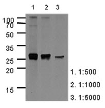 APOA1/Apolipoprotein A 1 Antibody