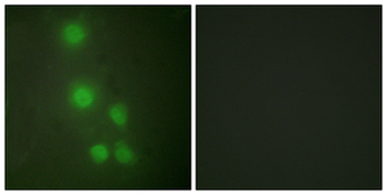 BAF53/ACTL6A Antibody