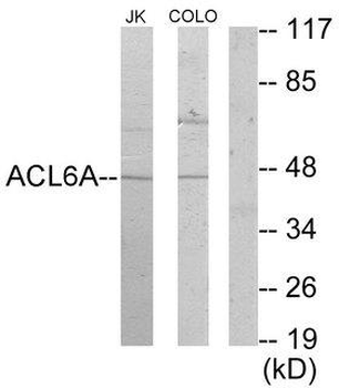 BAF53/ACTL6A Antibody