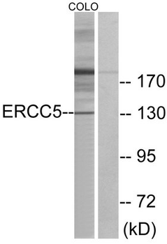 ERCC5/XPG Antibody