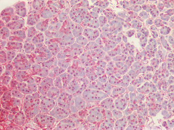 GAPDH Antibody