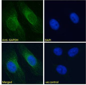 GAPDH Antibody