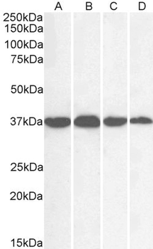 GAPDH Antibody