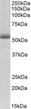 TRIM72/MG53 Antibody