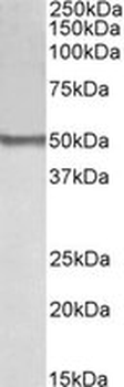 BLK Antibody