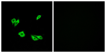 DAB1 Antibody