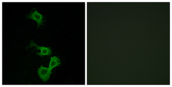 DAB1 Antibody