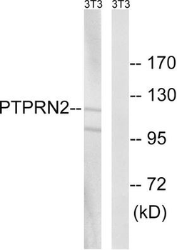 PTPRN2/Phogrin Antibody