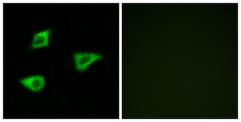 CHRM4/M4 Antibody