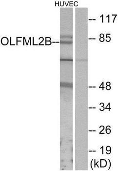 OLFML2B Antibody