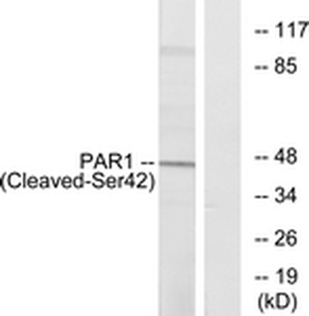 F2R/Thrombin Receptor/PAR1 Antibody