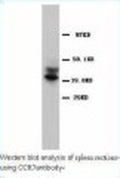 CD34 Antibody