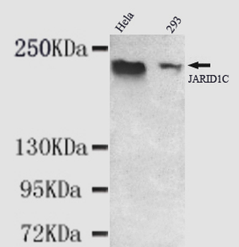 KDM5C/Jarid1C/SMCX Antibody