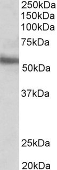 ERG Antibody