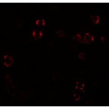 Paralemmin 3/PALM3 Antibody