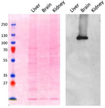 AP2A1/AP2-Alpha Antibody