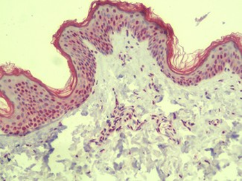 MS4A6A/MS4A Antibody