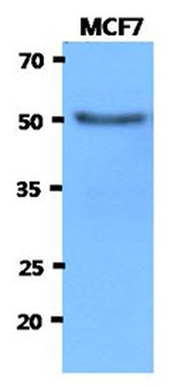 HEXA Antibody