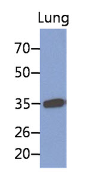 MFAP4 Antibody