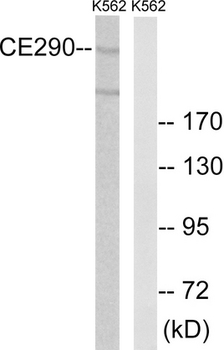CEP290 Antibody