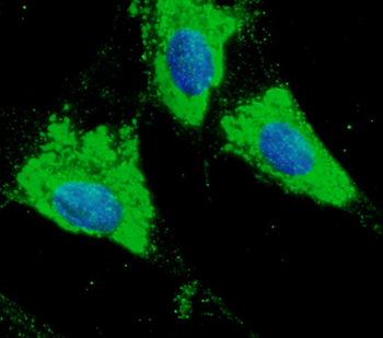 PDIA3/ERp57 Antibody