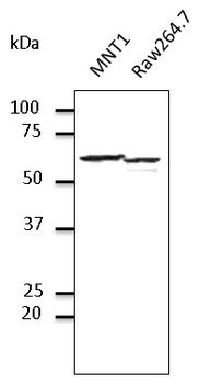 PDIA3/ERp57 Antibody