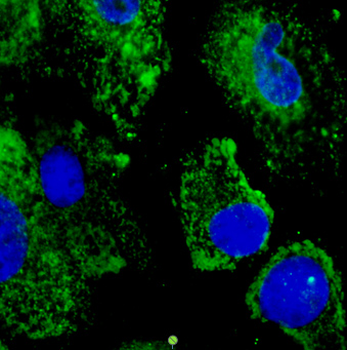 PDIA3/ERp57 Antibody