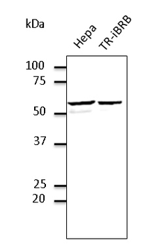 PDIA3/ERp57 Antibody