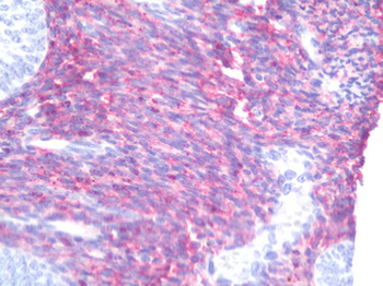 GJA1/CX43/Connexin 43 Antibody
