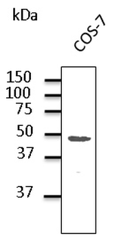 GJA1/CX43/Connexin 43 Antibody