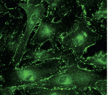 GJA1/CX43/Connexin 43 Antibody