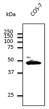 GJA1/CX43/Connexin 43 Antibody