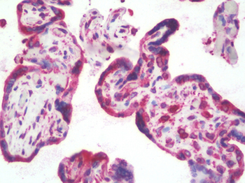 CANX/Calnexin Antibody