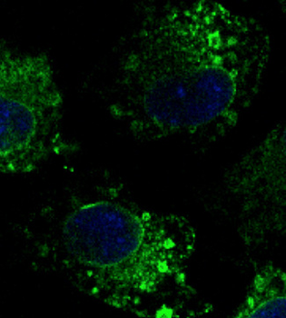 CANX/Calnexin Antibody