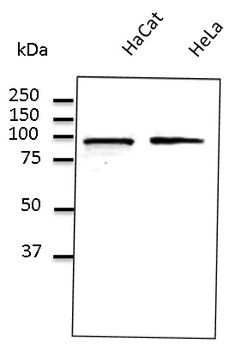 CANX/Calnexin Antibody