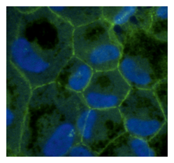 TJP1/ZO-1 Antibody