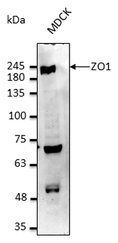 TJP1/ZO-1 Antibody