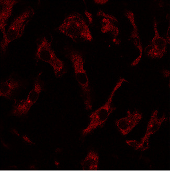 RAB8A/RAB8 Antibody