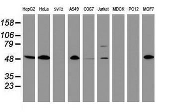 CD4 Antibody