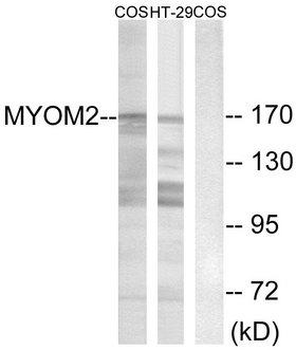 MYOM2/Myomesin 2 Antibody