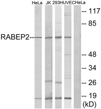 RABEP2 Antibody